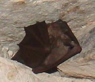 The photographs below illustrate some of the different kinds of bats observed in the Valley, with possible species identification based on the criteria of the