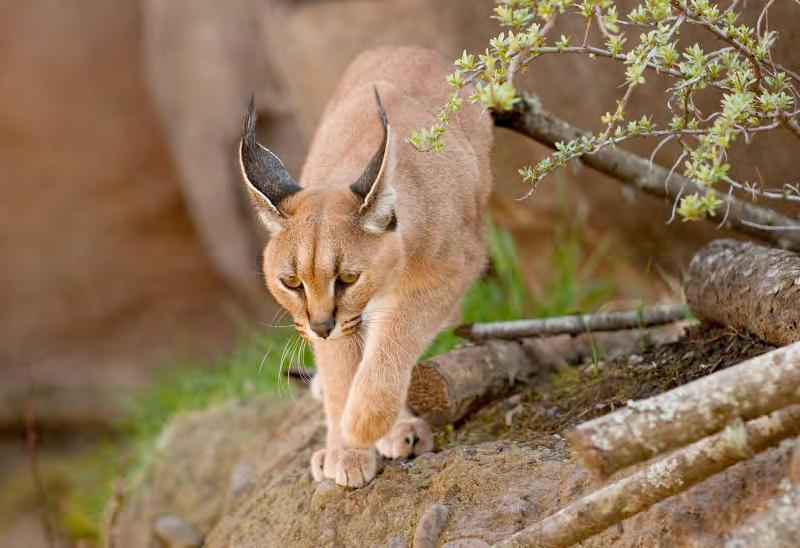 Caracal. Oregon Zoo, 2010 Predators of the Serengeti is a remodel of the zoo s 25-year old Alaska Tundra exhibit.