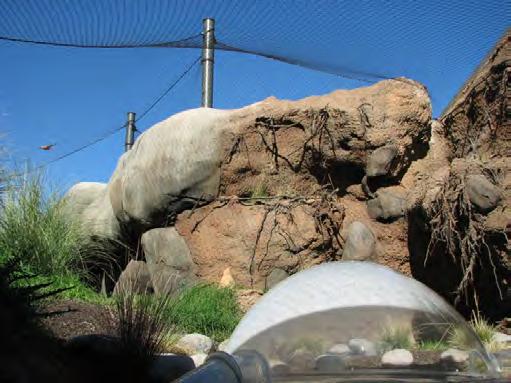 Special provisions for training and enrichment include attachment points in exhibit walls for securing enrichment items, and clear plastic tunnels for the mongooses to run through the caracal exhibit