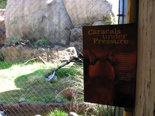 Mongoose Viewing. Oregon Zoo, 2010 Caracal Enclosure and Interpretation. Monika Fiby, 2009 direction from a senior keeper and supervision from an assistant curator.