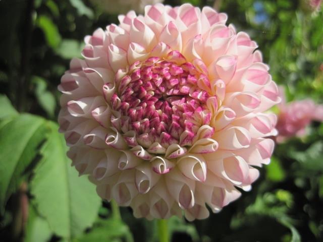 Getting Seed from your Summer Garden to Make Seedlings for Next Year By Leone Smith Getting seed from the summer garden is the start of developing a new dahlia cultivar.