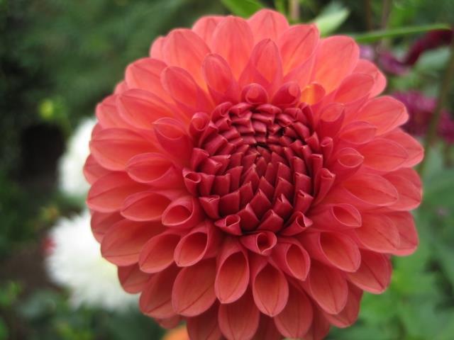 A better way is to focus your seed gathering on target dahlias. We attempt to get seed from plants we admire for their FORM, COLOR, or their ability to last several days as a CUT Flower.