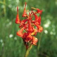 And Tanzania s newest national park is indeed a rare botanical marvel, home to a full 350 species of vascular plants, including 45 varieties of terrestrial orchid, which erupt into a riotous