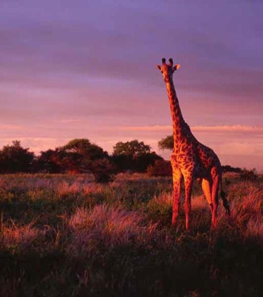 Tarangire National Park Size 2,600 sq km (1,005 sq miles). Location 118 km (75 miles) southwest of Arusha.