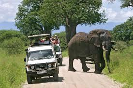 Car Rental Ranging across a hillside on the far northern border, 4WD is an oasis of luxurious comfort with magnificent views over the Safari Tours.