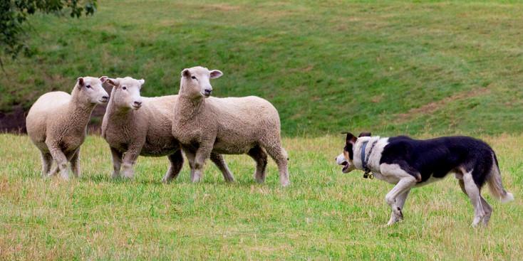 Adventures By Disney Itinerary: Day 6 Inverness Meal(s) Included: Breakfast, Lunch and Dinner Sheepherding with a Master Sheepdog Handler After breakfast at the hotel, see adult sheep and sheepdogs,