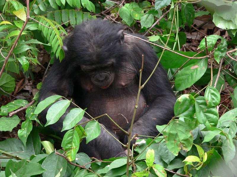 Day 12 Kinshasa: chute de Lukaya and the Bonobo sanctuary 8,00 Breakfast 9,00 Departure Passing the suburbs of Kinshasa, direction Bas-Congo, we'll arrive at " chute de Lukaya".