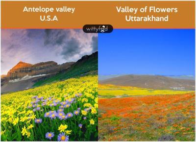 Some people feel that the Valley of Flowers in Uttarakhand is much better than the Antelope Valley. The alluring flowers and scenic beauty of the Valley in are just amazing.