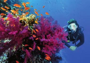 The Red Sea is the closest tropical sea to Europe, and famous bods that have been spotted diving here include Paris Hilton, Tony Blair, Torchwood star John Barrowman and Coronation Street s Samia