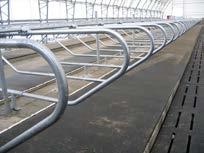 Adequate space between the loops will allow your cow to lay comfortably, and the freestall should be long enough so that your cows cannot walk along the back of the stall.