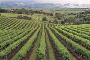Places To Go Near Adelaide Wine Areas Barossa Valley, Adelaide Hills, Clare and McLaren Vale