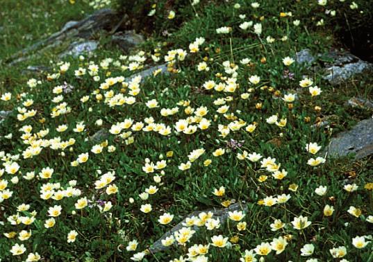 9 o Mountain avens ANIMAL LIFE Outstanding birdlife The diversity of small lakes, tarns, mires and patches of woodland in the area provides good habitats for birds and is important for waders, ducks