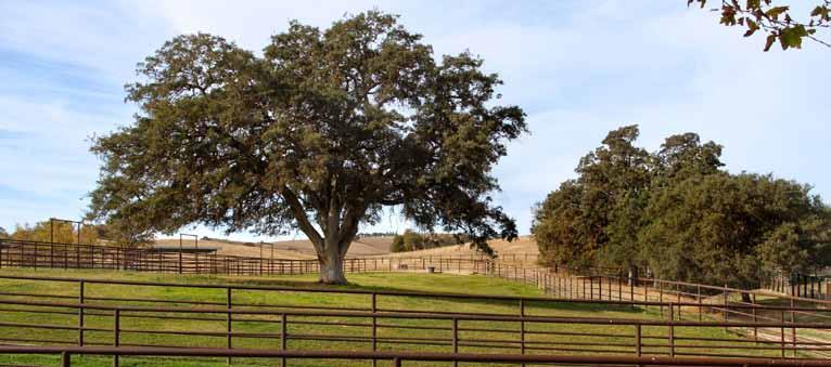vineyards and rolling countryside. Just 9± miles from downtown Paso Robles, shopping and entertainment are minutes away.