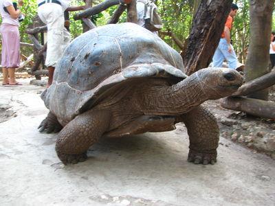 Giant tortoises shuffle through the trees, with the patience that old age brings you.