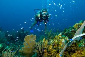 Scuba Diving and Snorkeling Vacations in Belize Where else can you dive with massive