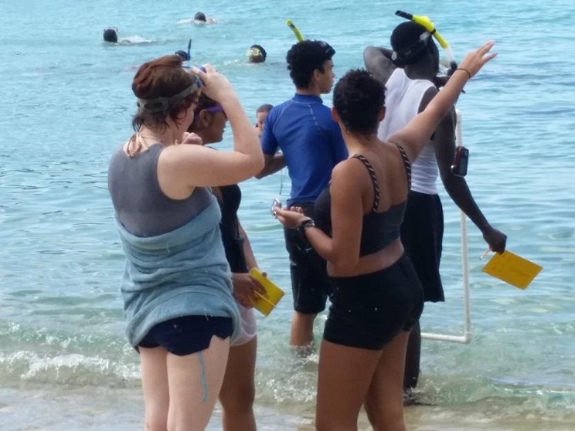 Using transects and quadrats, students will snorkel in different bays and document the various species of seagrass they