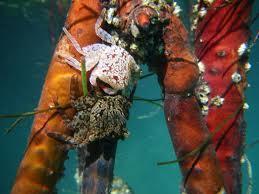for many organisms such as fish, coral, sponges, and