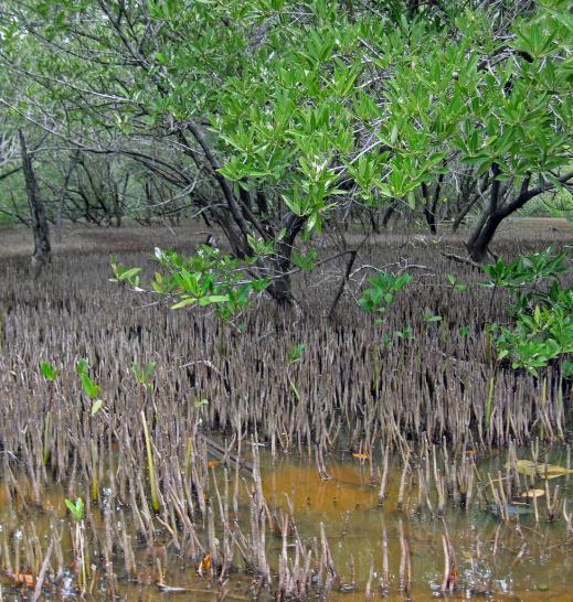 Mangrove Ecosystems Black mangroves (Avicennia germinans) are one