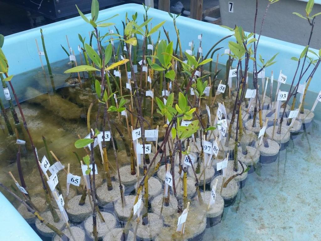 Mangrove nursery Fun Activity Using plastic bottles, you can grow red mangrove propagules and start your very own nursery. They will grow either in sand or in ProMix potting soil.