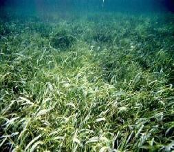 Seagrasses of the Virgin Islands Thalassia