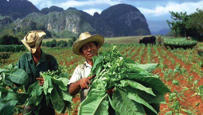 Farmers grow much of the world s premium cigar tobacco in the fertile Viñales Valley, a UNESCO World Heritage site, in the agricultural province of Pinar del Río.
