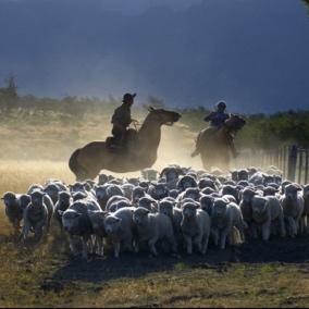 The tour includes a demonstration of sheep shearing and sheep herding, a walk around the