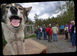 First, a visit to a working husky farm to learn about this