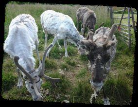 We visit their reindeer before taking the spectacular coastal drive