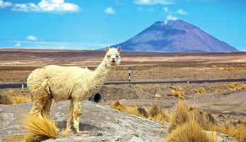 INCA HEARTLAND La Paz $2,999 21 S Watch condors soar at Colca Canyon Trek the challenging Inca Trail Enjoy a guided tour of Machu Picchu Live like a local on Lake Titicaca Stay in the world s highest
