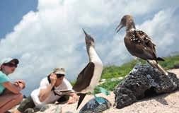 LAND GALÁPAGOS MULTI-ACTIVITES GALÁPAGOS ON A $2,999 SHOESTRING $2,349 10 S 9 S Cruise between the islands of the Galápagos, staying on shore Snorkel and swim with marine life such as turtles and