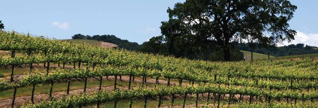 PASO ROBLES WINE TASTING HOLIDAY Escorted Regional Wine Tasting Tour. 2 Days - 1 Night From $369. Midweek $399.