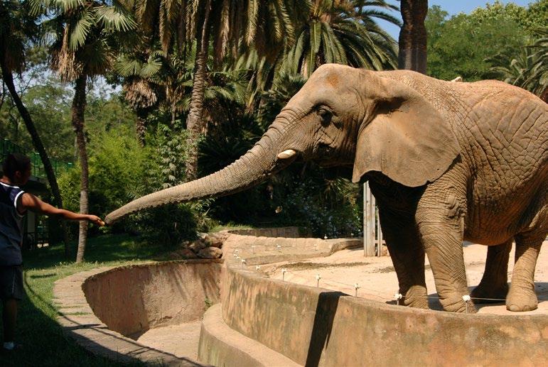 6 Attractions for families Barcelona City Guide / 33 1 PARC ZOOLÒGIC DE BARCELONA (Barcelona Zoo) Founded in 1892, Barcelona Zoo has a long-standing reputation for its efforts towards conservation of