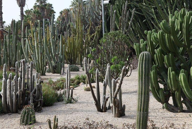 6 Attractions for families Barcelona City Guide / 34 2 JARDÍ BOTÀNIC DE BARCELONA (Botanical Gardens) A great way to make the most of your family time in Barcelona is by paying a visit to the city s