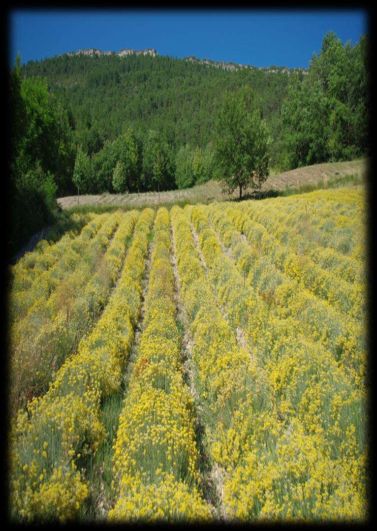 Helichrysum-Hercegovina d.o.o. Čitluk We are a company engaged in the cultivation and production of imomortelle essential oil.
