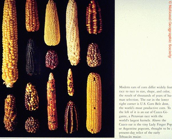 Maize, main staple crop of