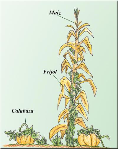seen here with a maize plant