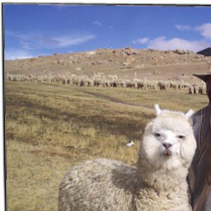 Quechua is an indigenous A Bolivian man and his alpaca language