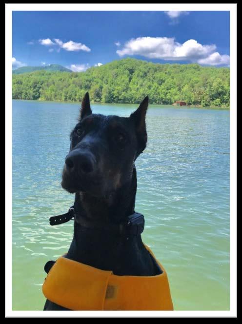 A North Carlina Pet Getaway in Lake Lure and the Blue Ridge Foothills Explore our quaint downtowns and enjoy the friendly faces and wagging tails that will welcome you to Lake Lure and the Blue Ridge