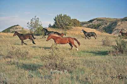 Nokota horses, near Linton State Museum at the North Dakota Heritage Center,