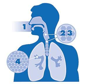 2.5. Vpliv delcev PM 10 in PM 2,5 na zdravje Delci, večji od 10 µm, se zadržijo v zgornjih dihalnih poteh (nos, obnosne votline).