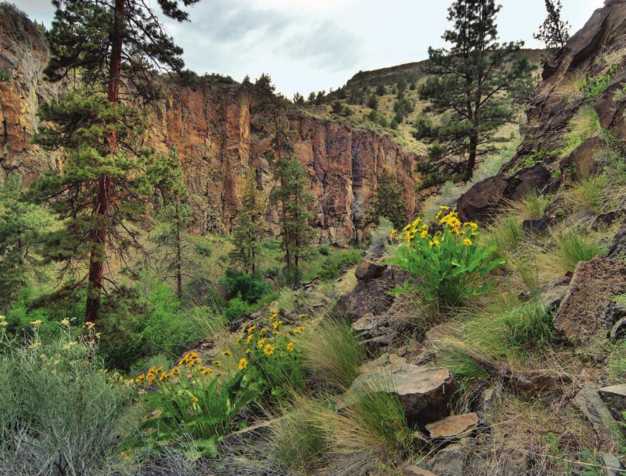 Whychus Creek Canyon, proposed Whychus-Deschutes Wilderness. Photo Greg Burke Only Congress can permanently protect Whychus-Deschutes as wilderness for future generations.