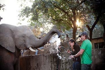 18 elephant whispers HAZYVIEW Witness their intelligence, compassionate nature and the sheer delight the elephant experience when interacting with their human counterparts.