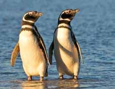 What we discovered on that pioneering voyage Magellanic penguins. exceeded our fondest hopes: an island teeming with wildlife from waterline to mountainside.