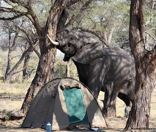 Moremi and Chobe Mobile Camping Safari (7 days / 6 nights): Days 1 & 2: Moremi Game Reserve Depart Maun early morning for the heart of the Okavango Delta.