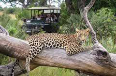 Activities include day and night game drives, as well as fishing and mokoro excursions on the