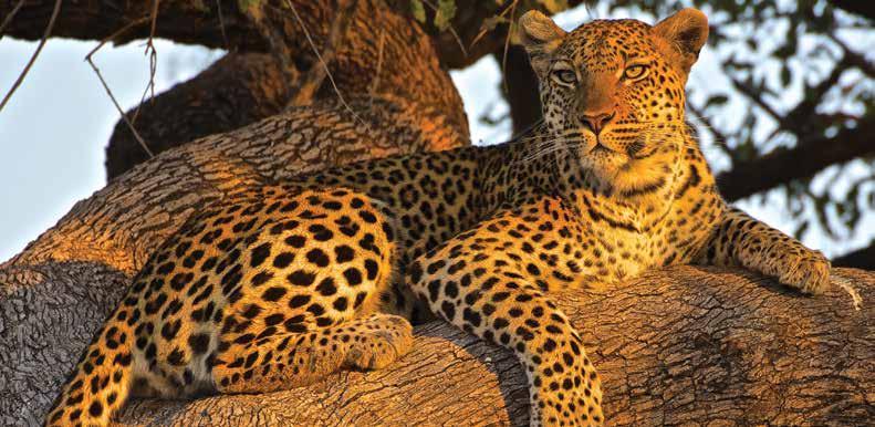 FLY-IN LODGES BOTSWANA Handsome leopard Shutterstock OKUTI Moremi Situated by a river in