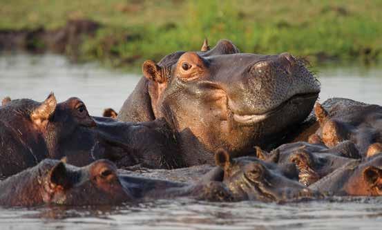 BOTSWANA CHOBE LODGES Hippo party on the Chobe!