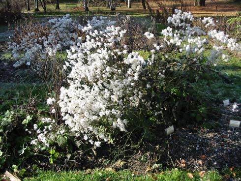 24 4.2.1 Predstavitev rastlin, ki imajo največjo okrasno vrednost v jesensko-zimskem letnem času v vrtu Jesenska vetrnica (Anemone hupehensis Lemoine) Sodi v družino zlatičevk (Ranunculaceae), njena