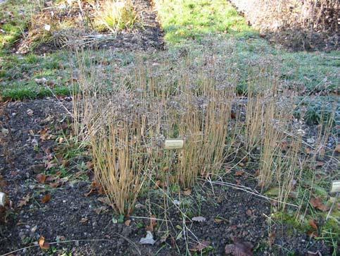 27 Kitajski drobnjak (Allium tuberosum Roxb.) Spada v družino lukovk (Aliaceae).Kitajski drobnjak je drugačen od navadnega zaradi višje rasti. Je trajnica in ostane v vrtu veliko let.