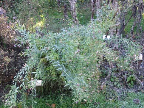 30 Sivodlakava nebina (Aster canus Waldst.) Spada v družino nebinovk (Asteraceae) za to družino je značilno, da so to enoletnice, dvoletnice ali zelnate trajnice, brez mlečka.